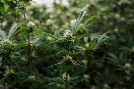 cannabis :indoor growing medical marijuana Just before they finish growing, commercial marijuana...