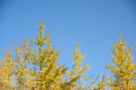 Ginkgo biloba in autumn. This tree is commonly known as ginkgo, gingko or maidenhair tree. It is...