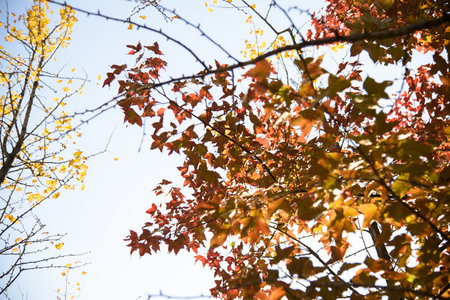 Ginkgo biloba in autumn. This tree is commonly known as ginkgo, gingko or maidenhair tree. It is famous for its decorative leavesの写真素材