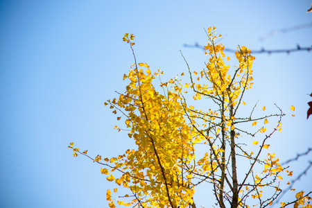 Ginkgo biloba in autumn. This tree is commonly known as ginkgo, gingko or maidenhair tree. It is famous for its decorative leavesの写真素材