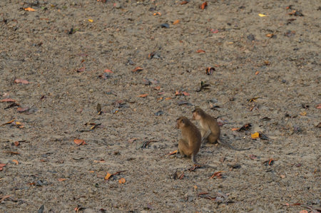 macaque : an adult macaque while sitting in a forest in Thailand.