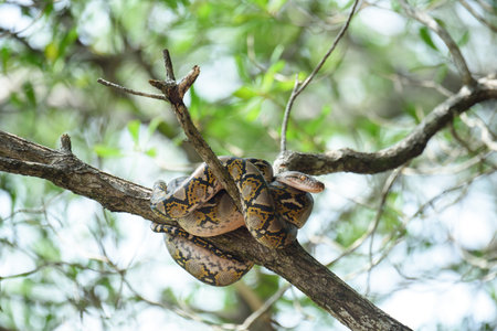 Reticulated python Snake on big-tree  | Python reticulatus : The reticulated python (Malayopython...