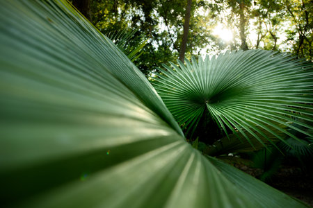 White Elephant Palm, White Backed Palm (Kerriodoxa elegans) : endemic palm found in southern...
