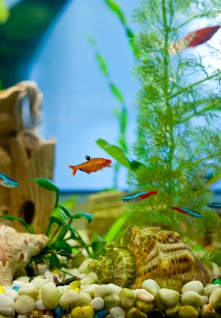 cute little fish in an aquariumの写真素材