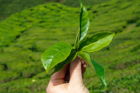 Hand holding green tea leaves in background of a tea plantation.の写真素材