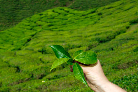 Hand holding green tea leaves in background of a tea plantation.の写真素材