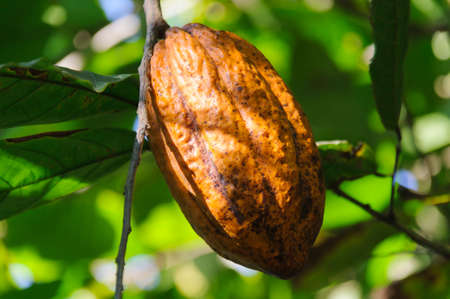 Cocoa pod on a tree of a cocoa plantation.の写真素材