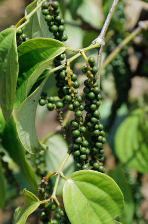 Fresh green pepper bush in Borneo, Malaysia.の写真素材
