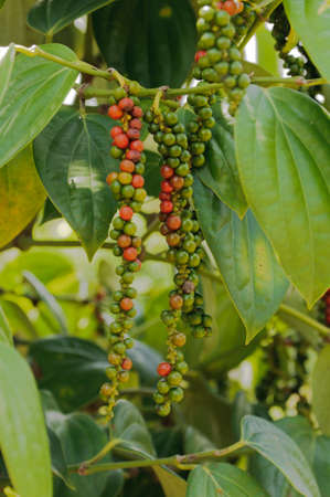 Fresh green and red peppercorn on a bush in Borneo, Malaysia.の写真素材