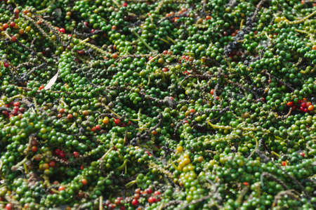 Fresh peppercorn dried in the sunshine on the earth.の写真素材