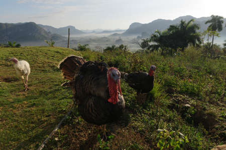 Turkey of a farm in Vinales-Valley, Cuba.の写真素材