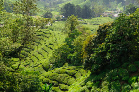 Tea plantation in the Cameron Highlands, Malaysia, Asia.