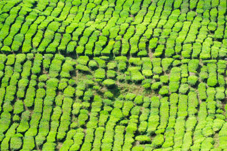 Tea plantation in the Cameron Highlands, Malaysia, Asia.の写真素材