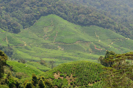 Tea plantation in the Cameron Highlands, Malaysia, Asia.