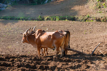 Domestic cattle on the plow.の写真素材