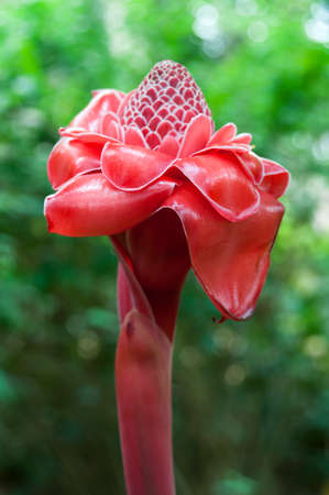 Tropical flower, red ginger blossom in Laos, Asia.の写真素材