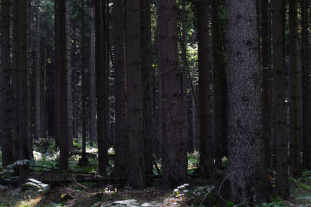 Wild forest in Germany, Saxony Switzerland.
