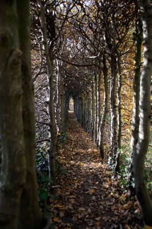 Walkway through the middle of hedge in autumn.の写真素材