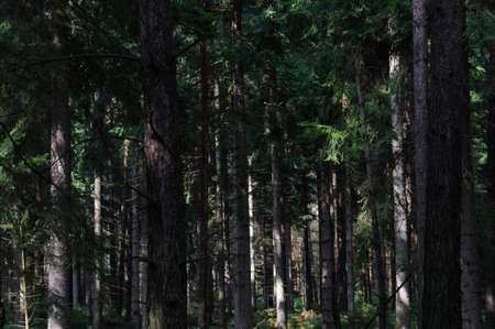 Wild forest in Germany, Saxony Switzerland.