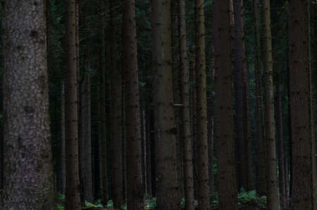 Wild forest in Germany, Saxony Switzerland.の写真素材