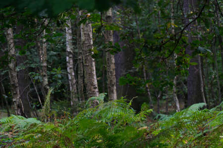 Wild forest in Germany, Saxony Switzerland.の写真素材