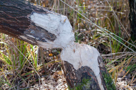 Fallen tree through a beaver.の写真素材