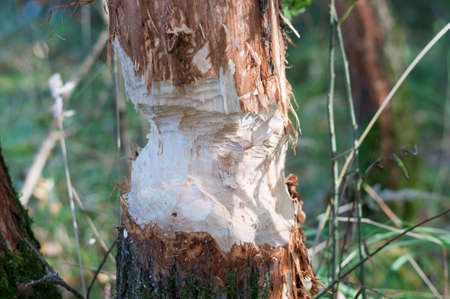 Fallen tree through a beaver.の写真素材