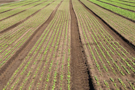 Field crops in rows as an agricultural background.の写真素材