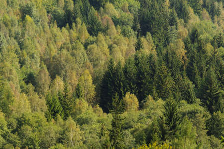 German mixed forest, Saxony.の写真素材