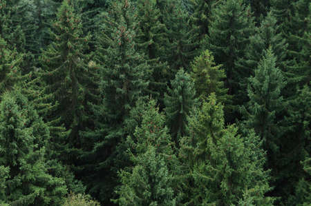 Coniferous forest in Germany, Saxony.の写真素材