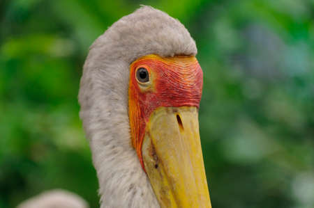 Portrait from the yellow-billed storkの写真素材