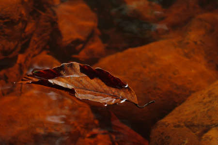 Leaf floating on a black water river in the rainforest .の写真素材