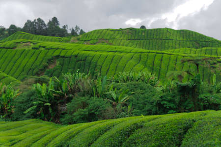 Tea plantation in the Cameron Highlands,Malaysia,Asia.
