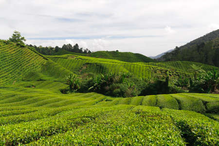 Tea plantation in the Cameron Highlands, Malaysia, Asia.の写真素材