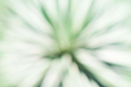 Abstract blurry background made from plants.の写真素材