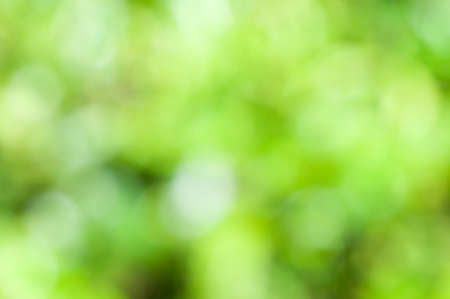 Abstract blurry background from plants.の写真素材