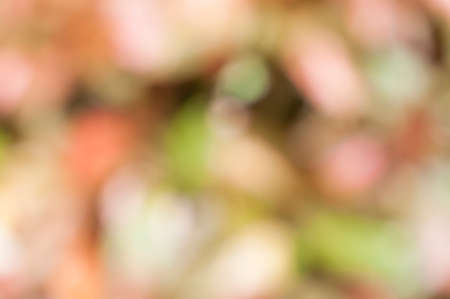 Abstract blurry background from plants.の写真素材