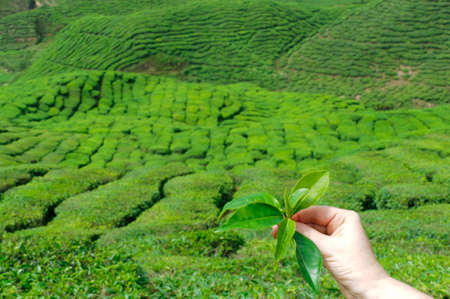 Hand from a women to hold tea leafs in background from the tea plantation.の写真素材