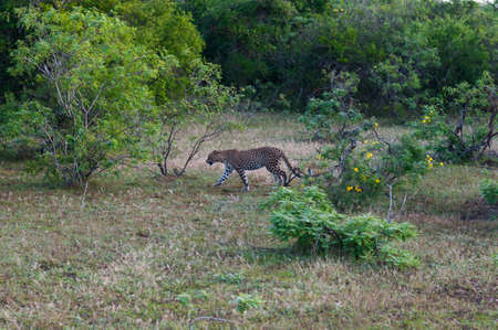 Leopard in Yala National Park, Sri Lanka.