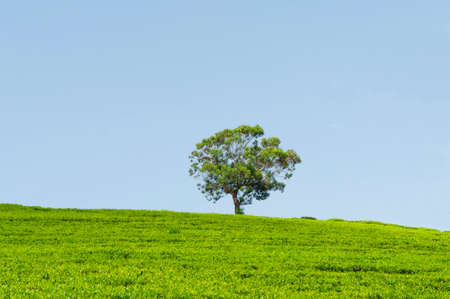 Landscape with a tree and green tea field before blue sky.の写真素材