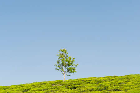 Landscape with a tree and green tea field before blue sky.の写真素材
