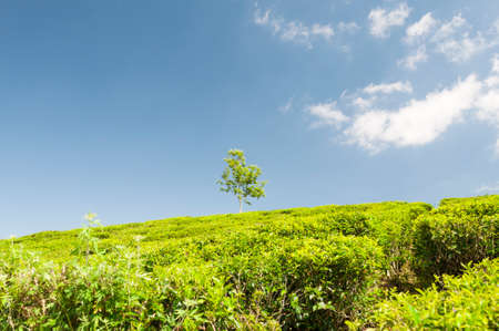 Landscape with a tree and green tea field before blue sky.の写真素材