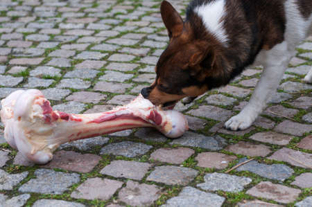 Mongrel dog eats at a too large bones.