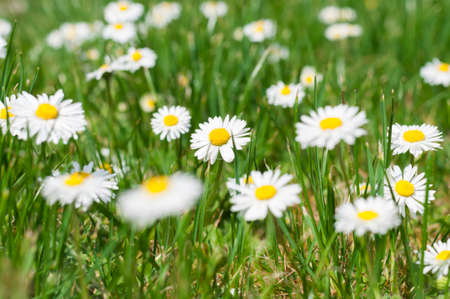  Nature background, a meadow with daisies.の写真素材