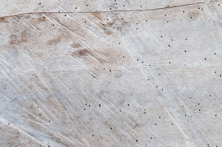 Background from a wood surface with textured effect and woodworm holes.の写真素材
