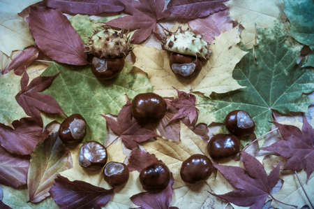 Face of foliage and chestnuts photographed in directly above.
