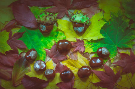 Face of foliage and chestnuts photographed in directly above.の写真素材