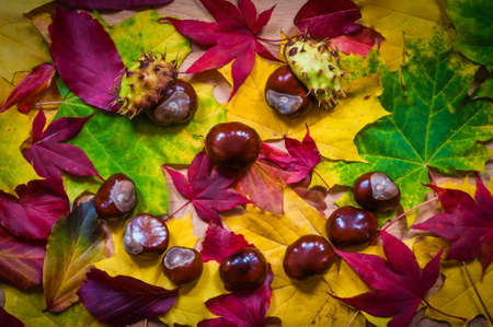 Face of foliage and chestnuts photographed in directly above.の写真素材