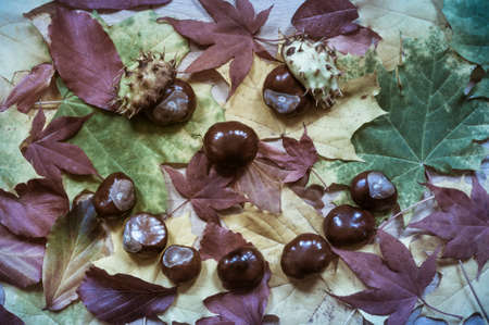 Face of foliage and chestnuts photographed in directly above.の写真素材