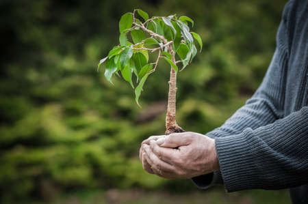 Human hands hold a tree before planting.の写真素材